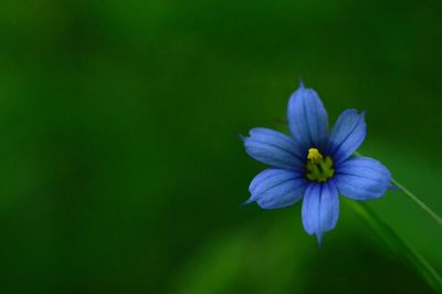 Close-up of purple flower