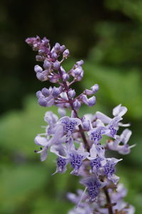 Close-up of purple flowers