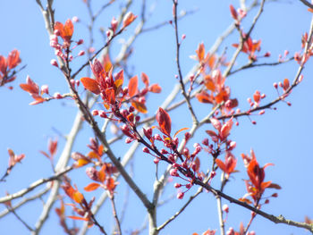 Low angle view of flowering plant against sky