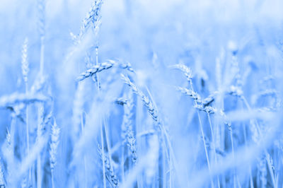 Close-up of blu colored wheat against blue sky