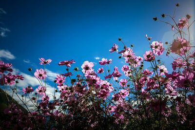 Low angle view of pink flowers blooming against sky