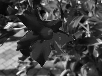 Close-up of flower blooming outdoors