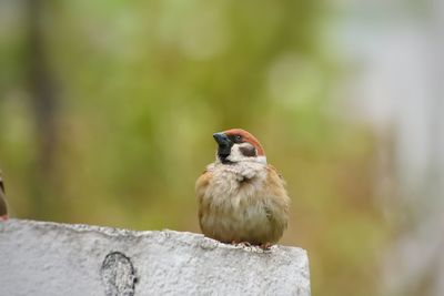 Close-up of bird perching on concrete