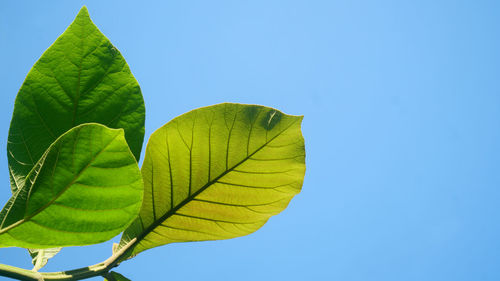 Low angle view of plant against clear blue sky