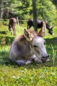 Donkey relaxing on field