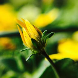 Close-up of insect on yellow flower