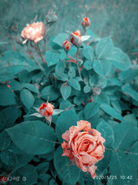 Close-up of roses on rose plant