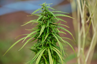 plant