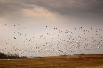 Flock of birds flying against sky during sunset