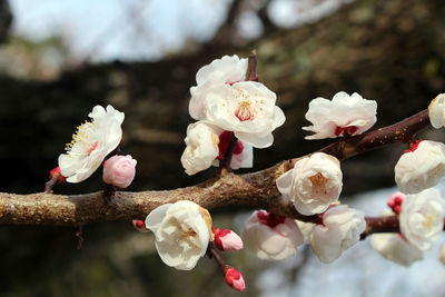 Close-up of white cherry blossom