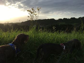 Dog on field against sky during sunset