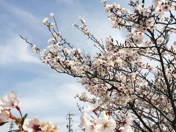 Low angle view of magnolia blossoms in spring