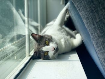 Cat in window seal