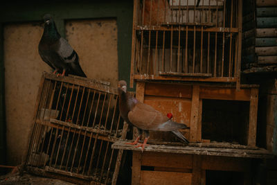 Pigeons perching on a cage