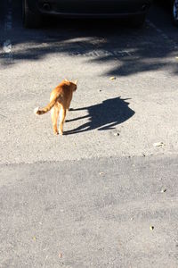 High angle view of dog on street