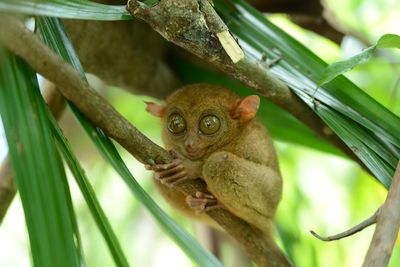 Low angle view of tarsiers on tree