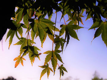 Low angle view of maple leaves against sky