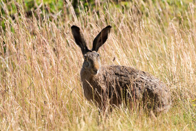 Portrait of hare on grassy field during sunny day