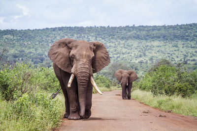 Elephant walking in a garden