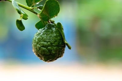 Close-up of fresh fruits on tree