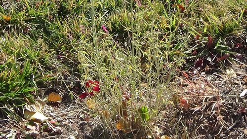 Close-up of grass