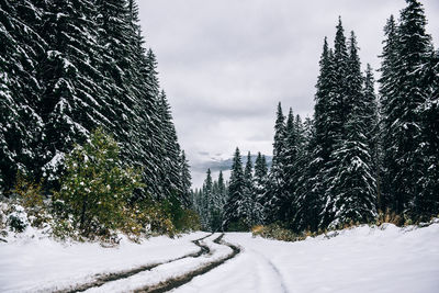 Pine trees on snow covered field against sky