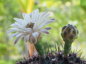 Close-up of white flowering plant