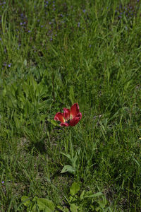 Close-up of red poppy flower on field