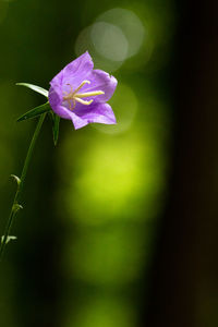 Close-up of flower blooming outdoors