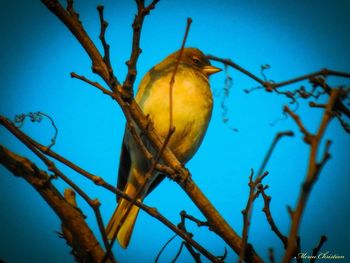 Low angle view of bird perching on branch against sky