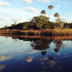 Reflection of trees in calm lake