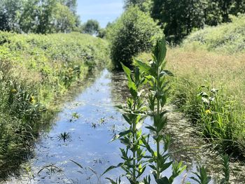 Scenic view of lake amidst trees on field