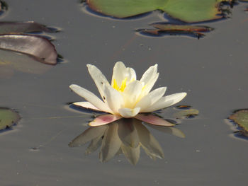 Close-up of lotus water lily in pond