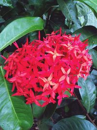 Close-up of red flowers