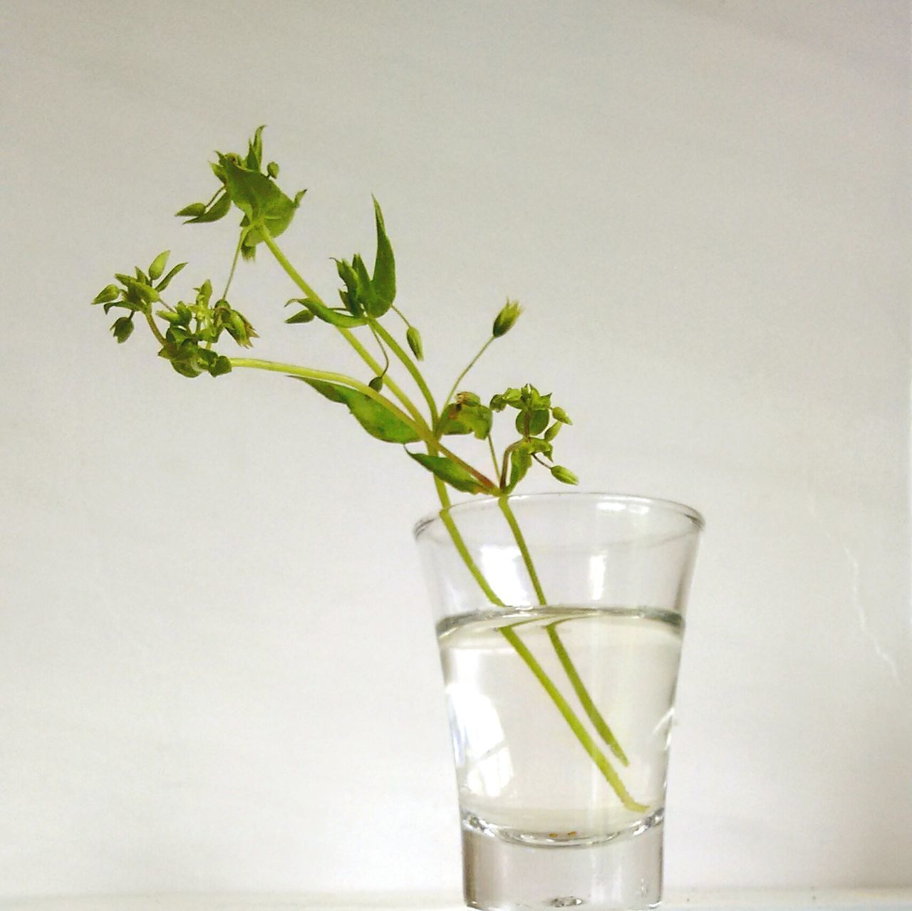 drinking glass, vase, plant, freshness, table, studio shot, leaf, flower, drink, growth, green color, white background, nature, no people, indoors, close-up, healthy eating, fragility, day