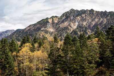 Pine trees in forest against sky