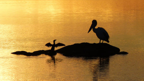 Silhouette birds perching on rock amidst sea during sunset