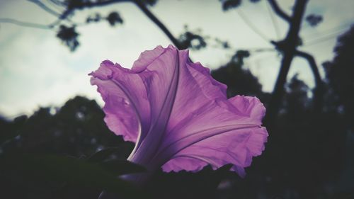 Close-up of pink flower blooming against sky