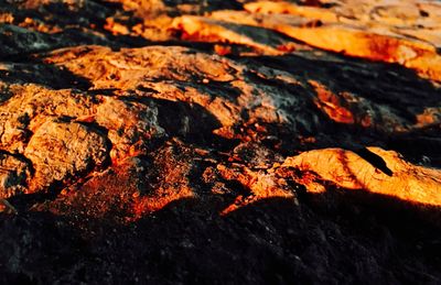 Close-up of autumn leaves