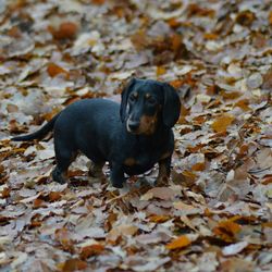 Dachshund on field covered with dry leaves during autumn