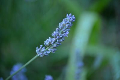 Close-up of purple flowering plant on field