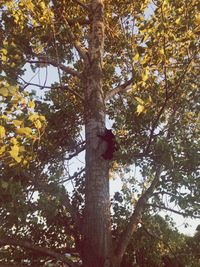 Low angle view of trees