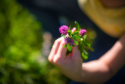 Close-up of hand holding pink flowering plant