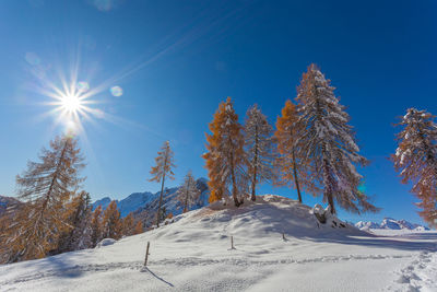 Larch trees with autumn colors after an abundant snowfall in a sunny day, dolomites, italy