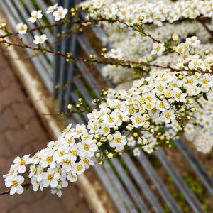 Close-up of cherry blossoms in spring