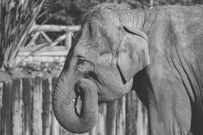 Close-up of elephant