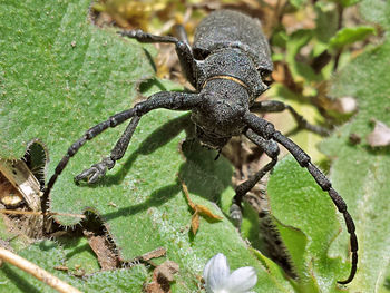 Close-up of insect on leaf