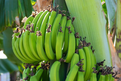 Close-up of green unripe bananas on a banana tree