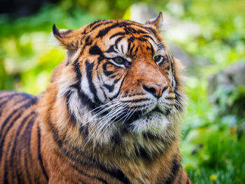 Close-up of tiger in zoo