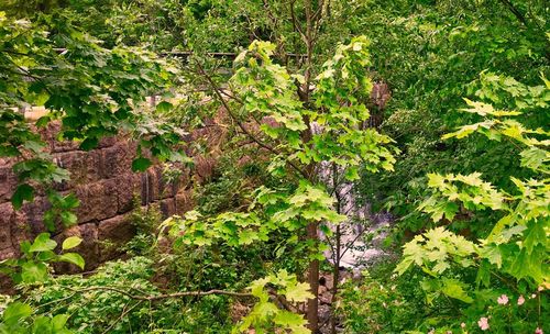 Plants growing in forest